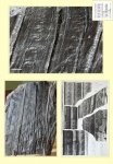 Sigillaria reniformis