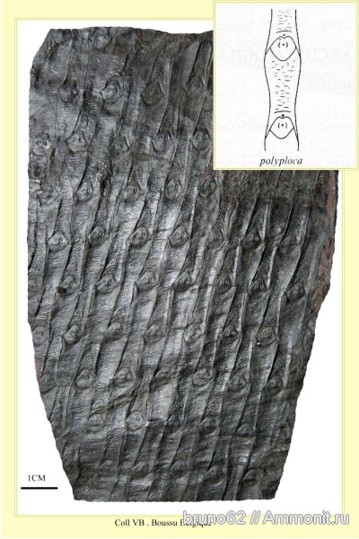 Carboniferous, Sigillaria, Bolsovian, France, plants from Liévin aera