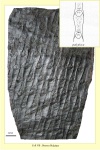 Sigillaria polyploca