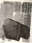 Sigillaria mamillaris
