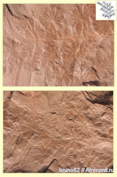 Carboniferous, Annularia, Bolsovian, France, plants from Liévin aera