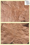 Annularia part 1