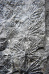 Annularia part 2