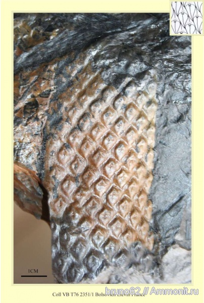 Carboniferous, Lepidodendron, Bolsovian, France, plants from Liévin aera