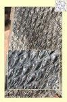 lepidodendron