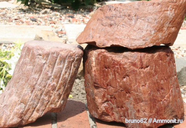 the trunks