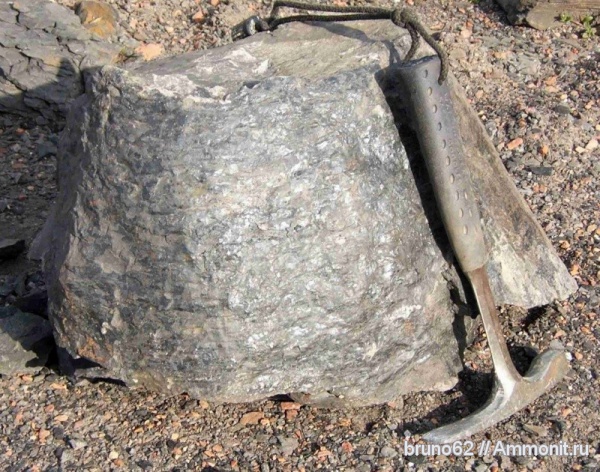 Carboniferous, Lepidophloios, Bolsovian, France, plants from Liévin aera