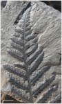 pecopteris