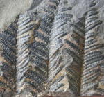 pecopteris