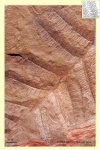 pecopteris