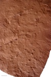 trackway  onicophora