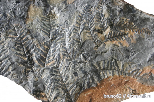 Carboniferous, Pecopteris, Bolsovian, France, plants from Liévin aera