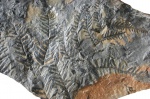 pecopteris plumosa dentata