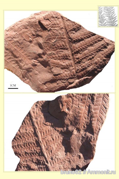 Carboniferous, Pecopteris, Bolsovian, France, plants from Liévin aera