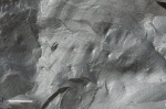 trackway