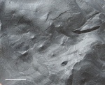trackway