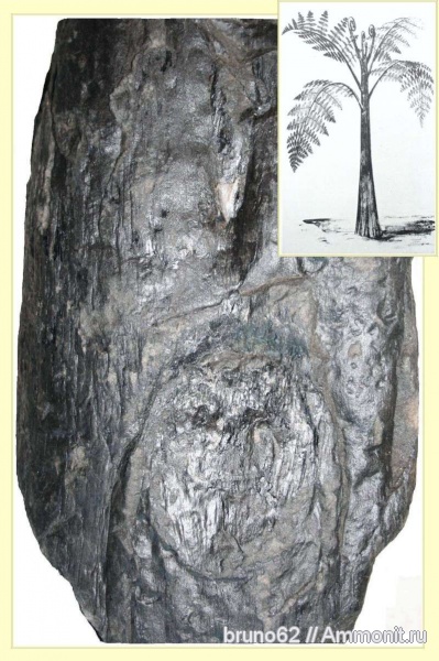 Carboniferous, Bolsovian, France, plants from Liévin aera, hagiophyton