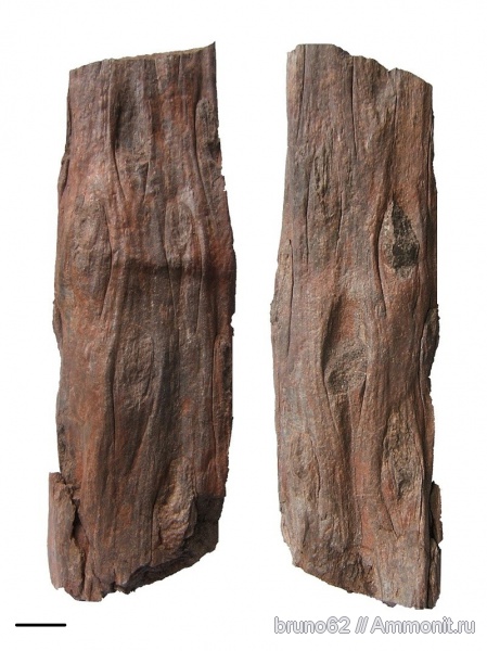 Carboniferous, Bolsovian, France, plants from Liévin aera, Ptychopteris