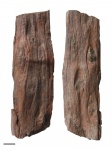 Ptychopteris