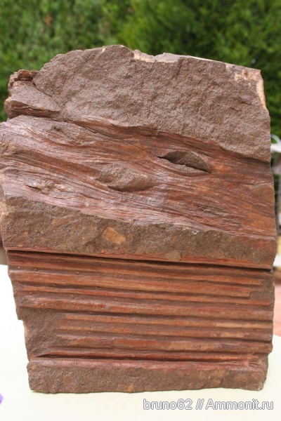 Carboniferous, Bolsovian, France, plants from Liévin aera, Ptychopteris