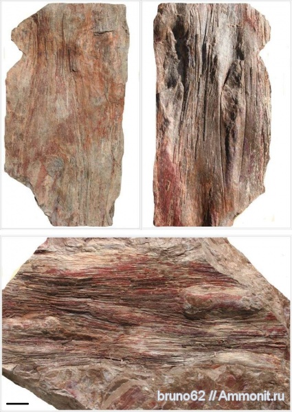 Carboniferous, Bolsovian, France, plants from Liévin aera, Ptychopteris
