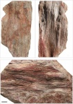 Ptychopteris