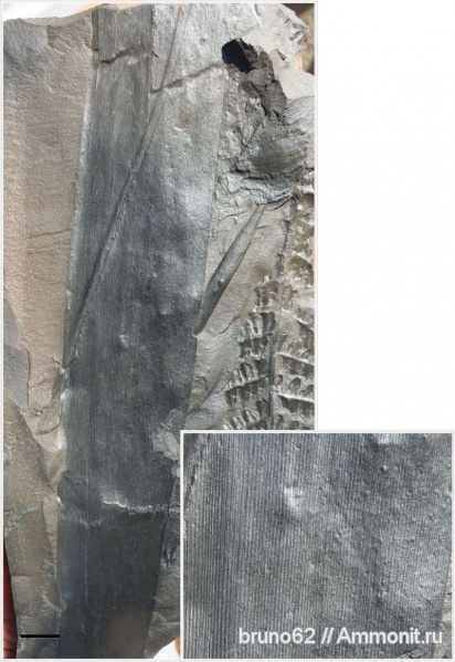Cordaites