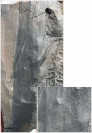 Cordaites