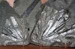 Cordaites leaf