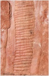 Artisia