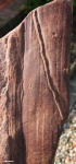 Cordaites
