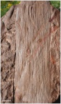 Cordaites