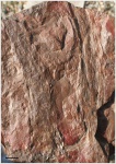 Cordaicladus