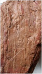 Cordaicladus