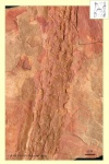 Cordaicladus