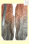Cordaicladus