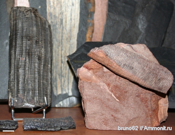 Carboniferous, Artisia, Bolsovian, France, plants from Liévin aera