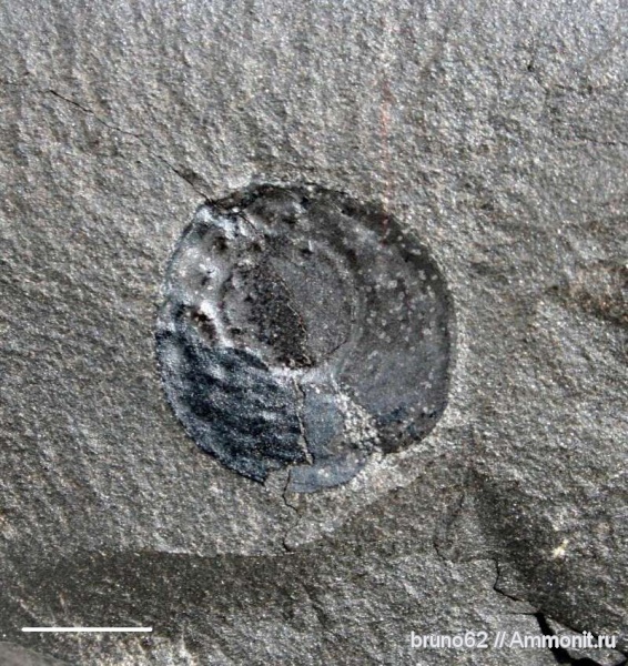 Carboniferous, Cordaites, Cardiocarpus, Bolsovian, France, plants from Liévin aera