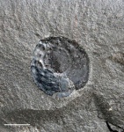 Cardiocarpus