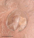Cardiocarpus