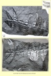 Neuropteris tenuifolia (Schlotheim ) part 9