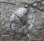 cyclopteris