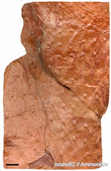 Asolanus camptotaeniae