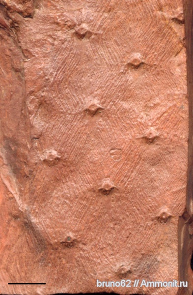 Carboniferous, Asolanus, Bolsovian, France, plants from Liévin aera