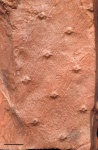 Asolanus camptotaeniae