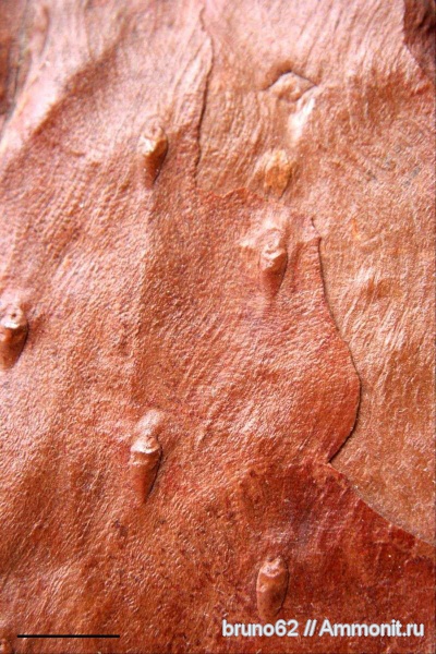 Carboniferous, Asolanus, Bolsovian, France, plants from Liévin aera
