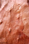 Asolanus camptotaeniae