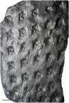 Asolanus camptotaeniae