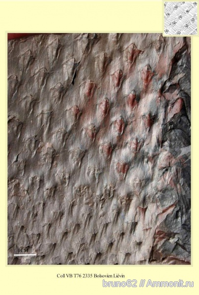 Carboniferous, Asolanus, Bolsovian, France, plants from Liévin aera