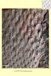 Asolanus camptotaeniae